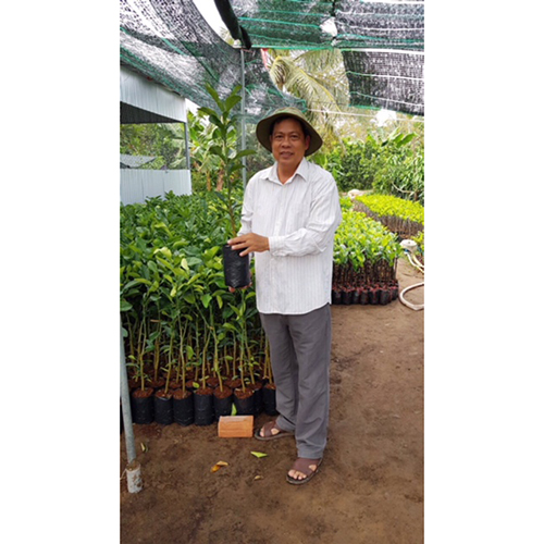 Bưởi da xanh nanobag