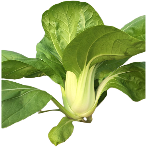 Cải pakchoi