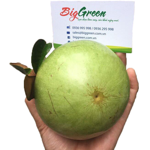 Vú Sữa Lò Rèn trắng