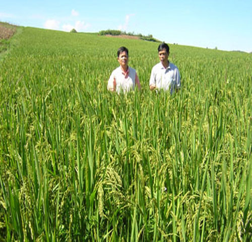 Giống lúa cạn LC93-1