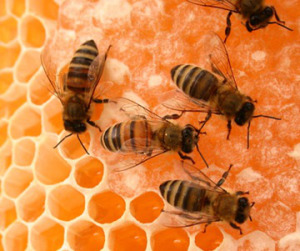 mật ong võ kiệt sản xuật mật ong nguyên chất - mật ong -sữa ong chúa