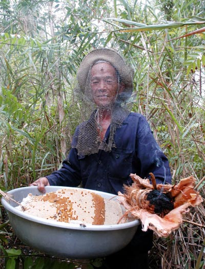 Để bảo vệ rừng, người ăn ong ở U Minh Hạ không đốt đuốc tạo khói mà dùng rễ phụ từ cành của cây gừa phơi khô, đập dập mà đốt