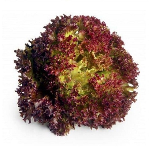 Rau xà lách tím Vương Linh Chi