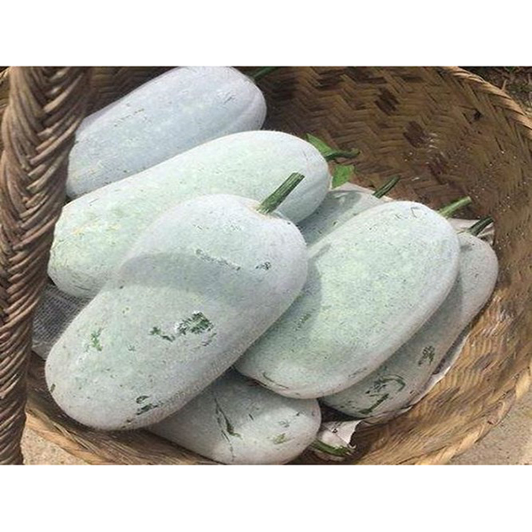 Bí thơm Đồng Sa