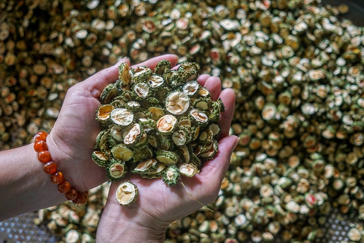 Mướp đắng rừng khô