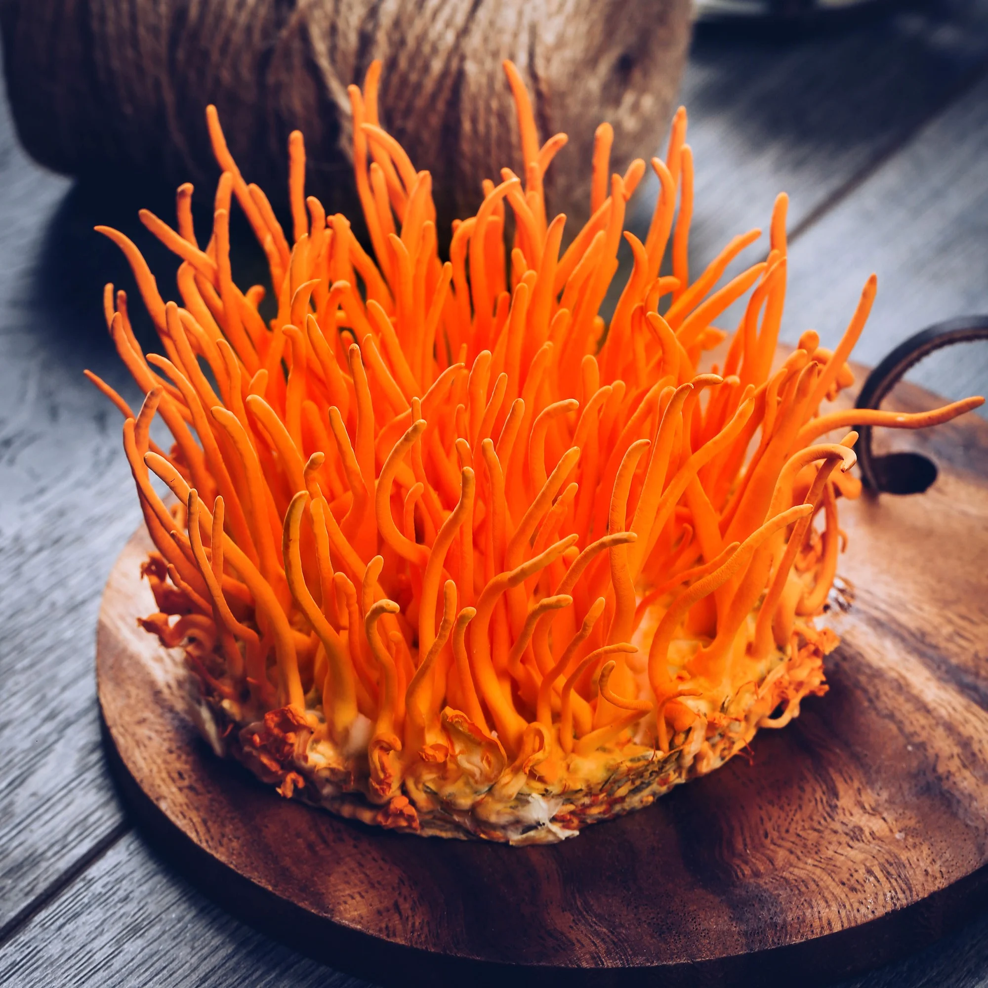 Nấm Đông trùng Hạ thảo