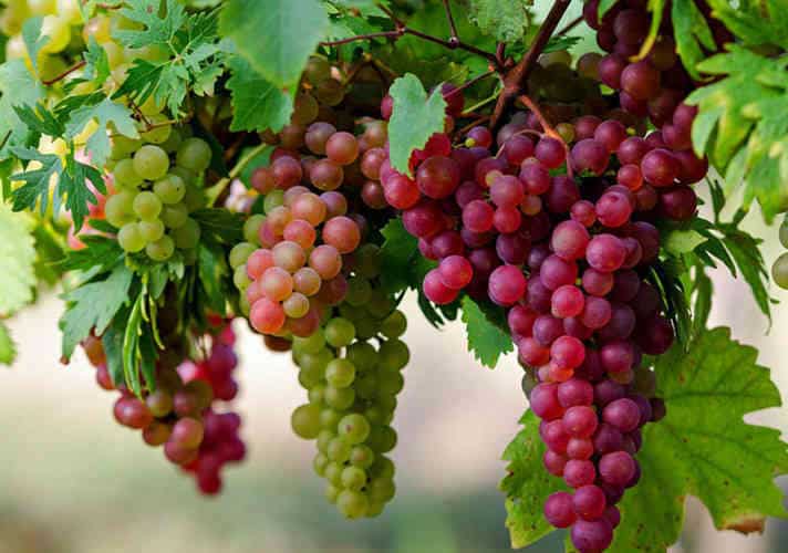 Nho quả