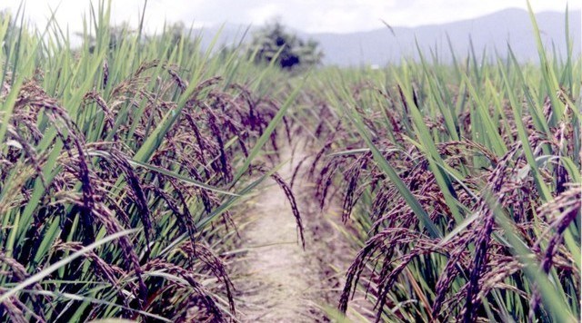 Lúa nếp Thạch Bình