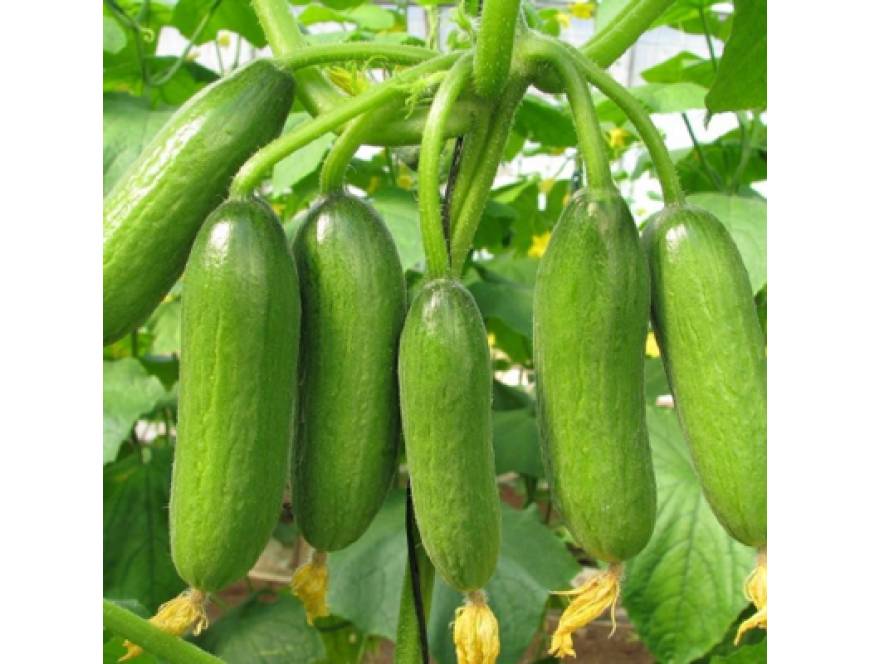 Dưa leo baby